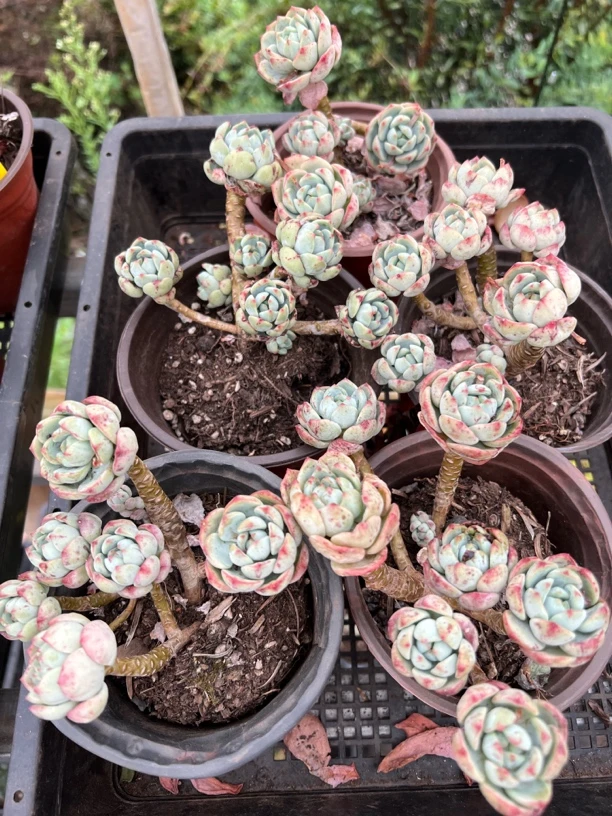 【 香草 满九块九包邮】阳台办公室盆栽多肉植物（星花怒放）