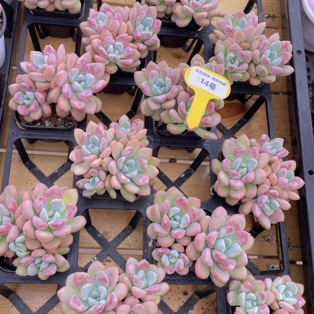 14号 开播福利白鹭花斑鹭老桩群一个