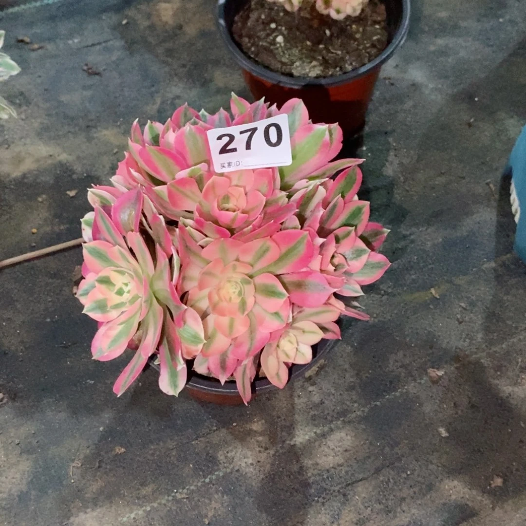 可*粉女巫270多肉1111小棵