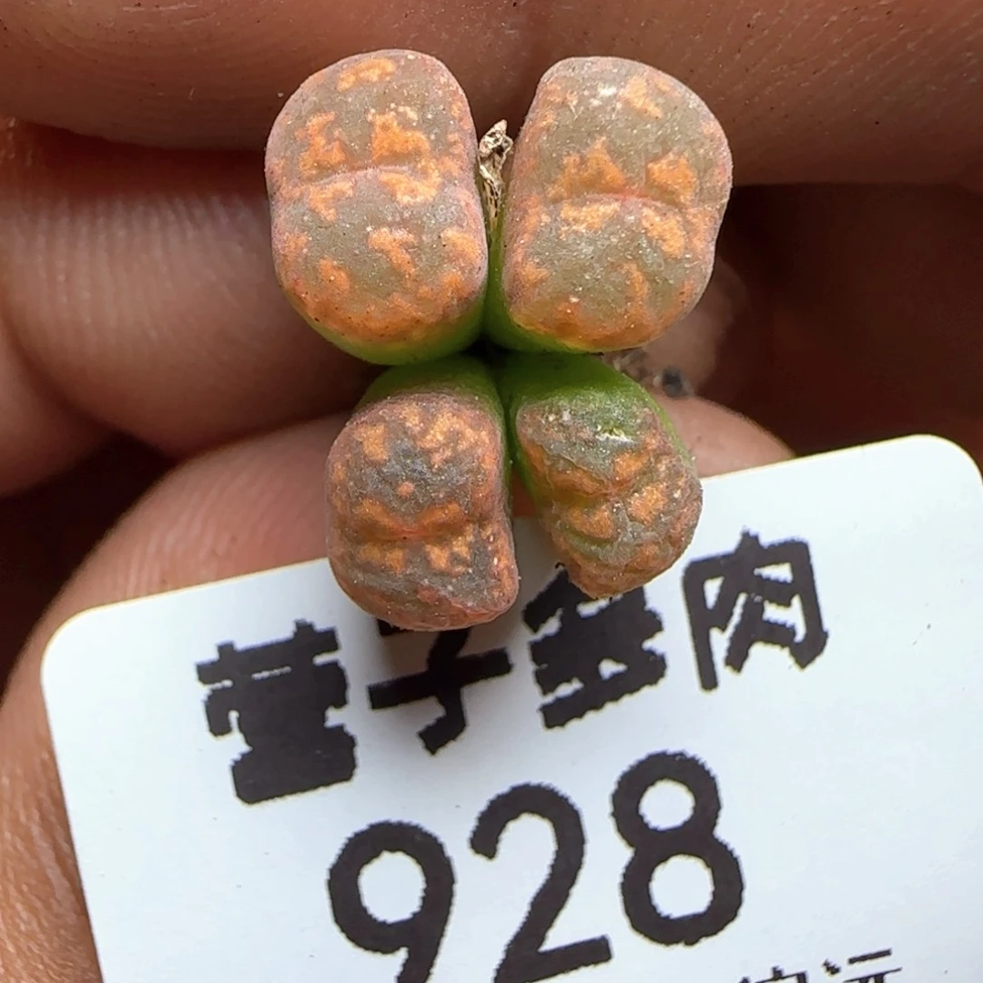 猴脸勋章。 4头。