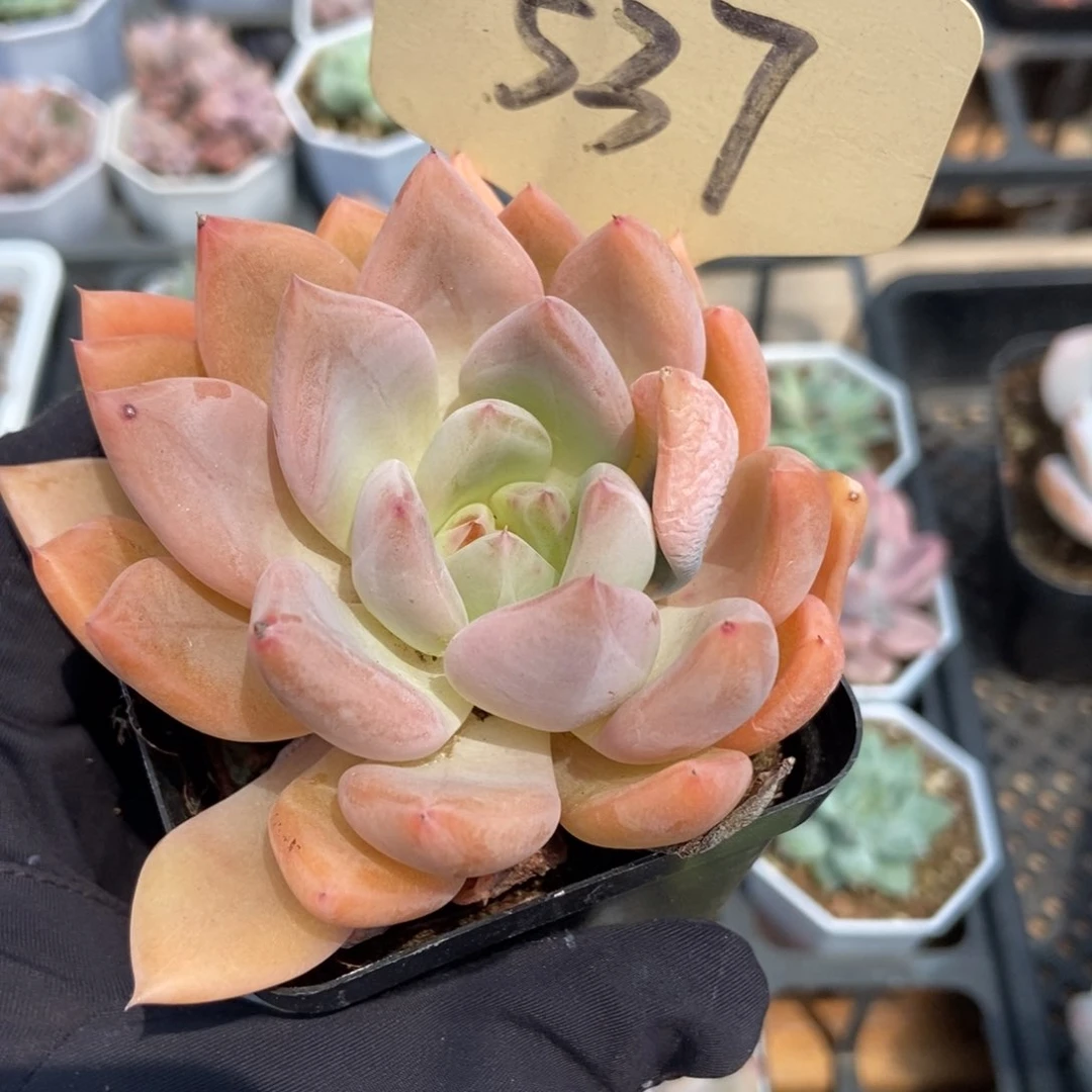 537美人杂多肉植物保护