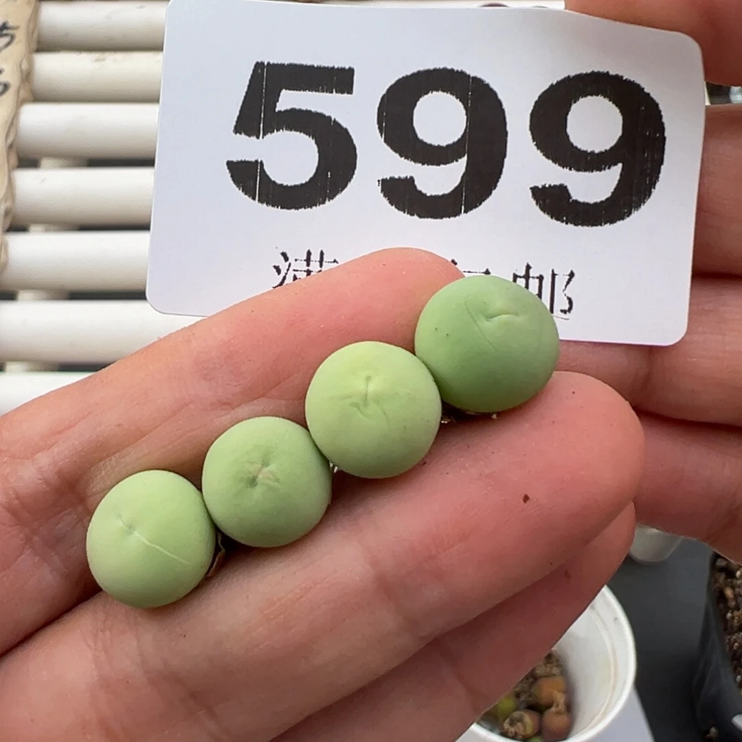 5.10好看的多肉脱土发货599