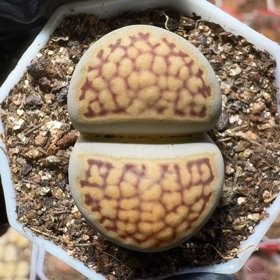 生石花等植物11111111。   270