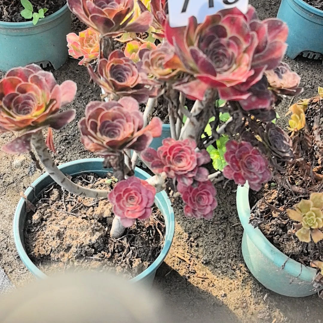 715花蝴蝶花花3-26