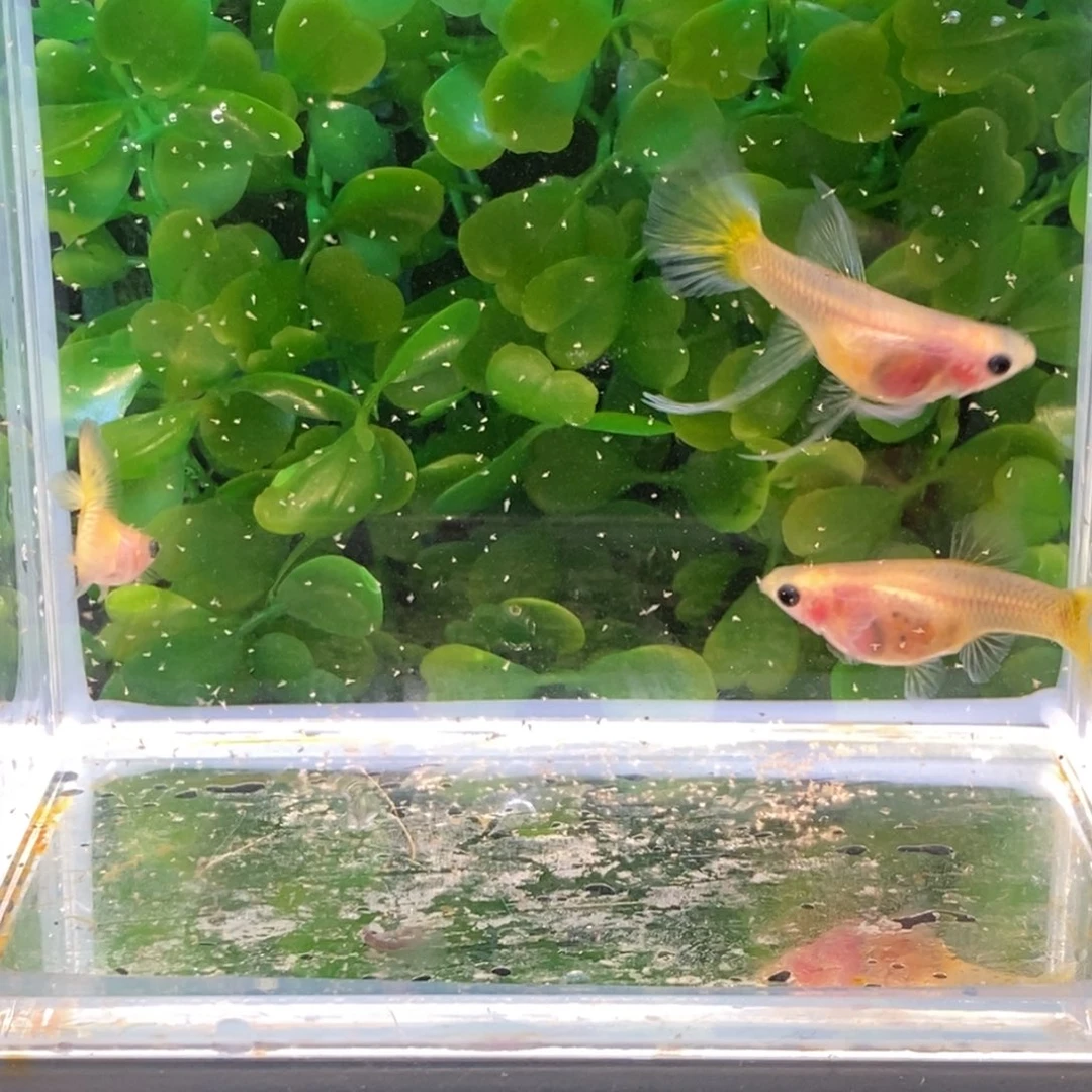 孔雀鱼黄金玻璃猫c一对普通体一条