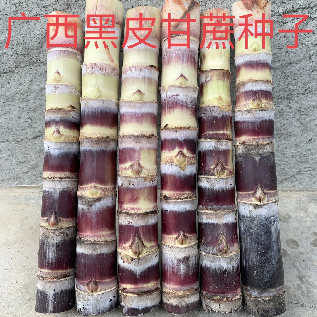 广西黑皮甘蔗种子耐寒耐热南方北方阳台空地花园花盆易养活好打理