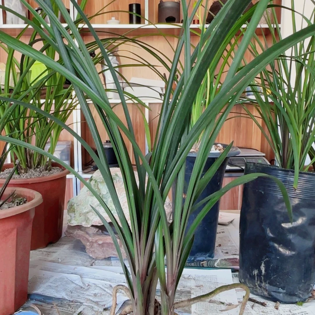 卢***生当前无花栽培后可以开花