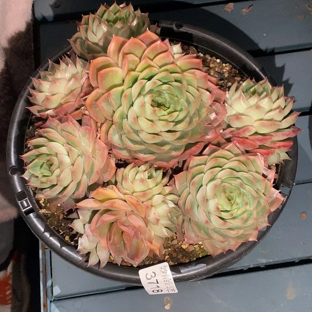 中***23718开花不售后～22厘米