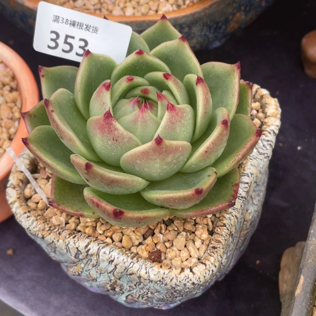 ^***^353蓝龙单头多肉植物一物一拍
