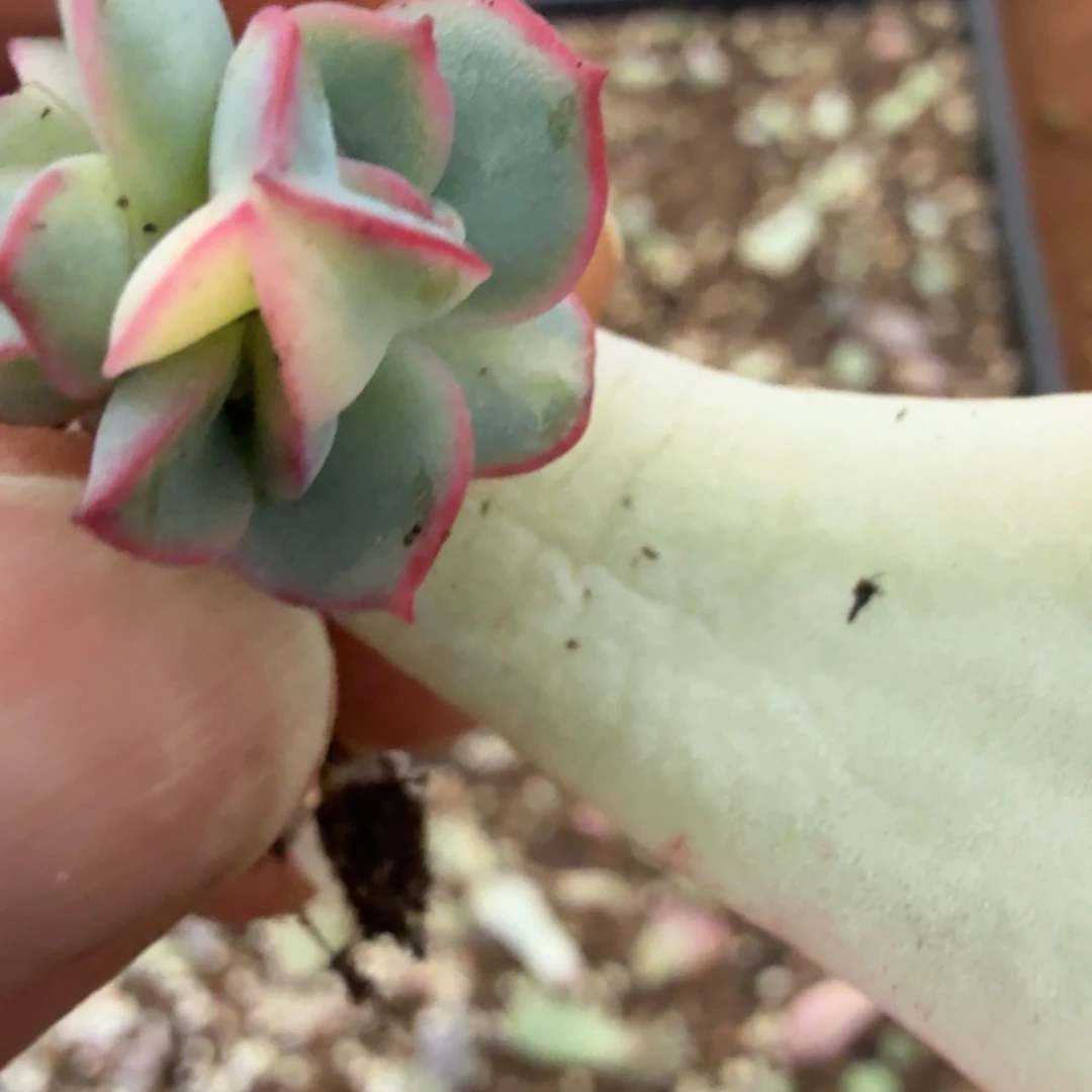 雨燕座锦多肉锦植物