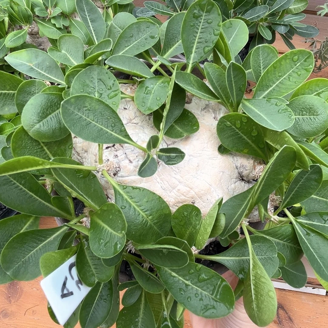 潮流植物产地须笑A37