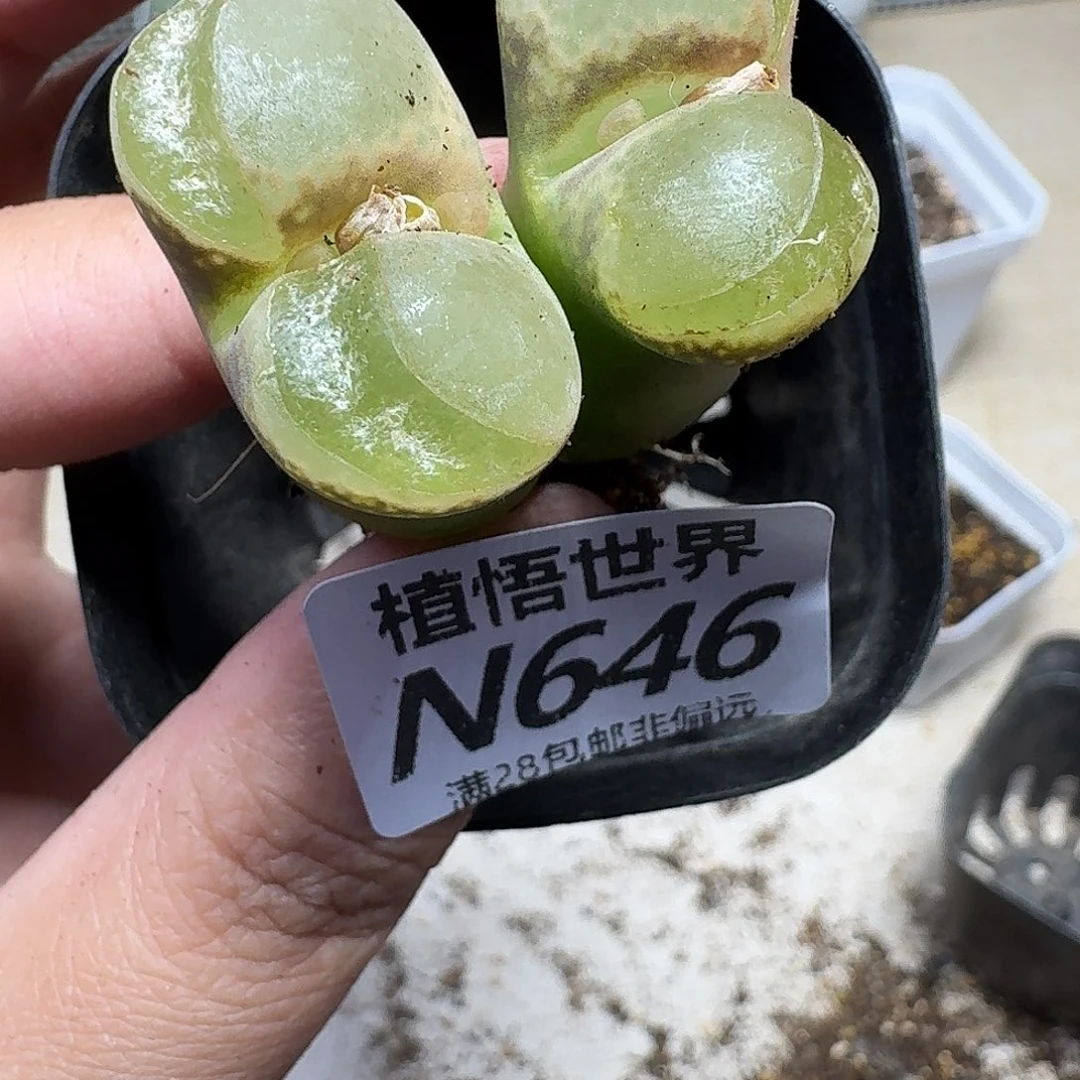 多肉植物的日子去bh