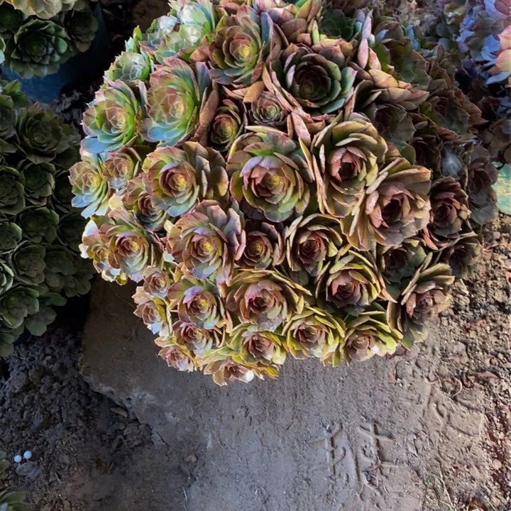 多*迷万圣节一颗老庄