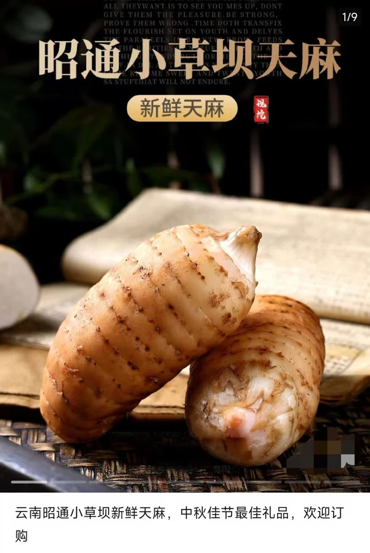 正宗云南昭通小草坝新鲜现挖乌天麻可用于熬汤煲汤食材