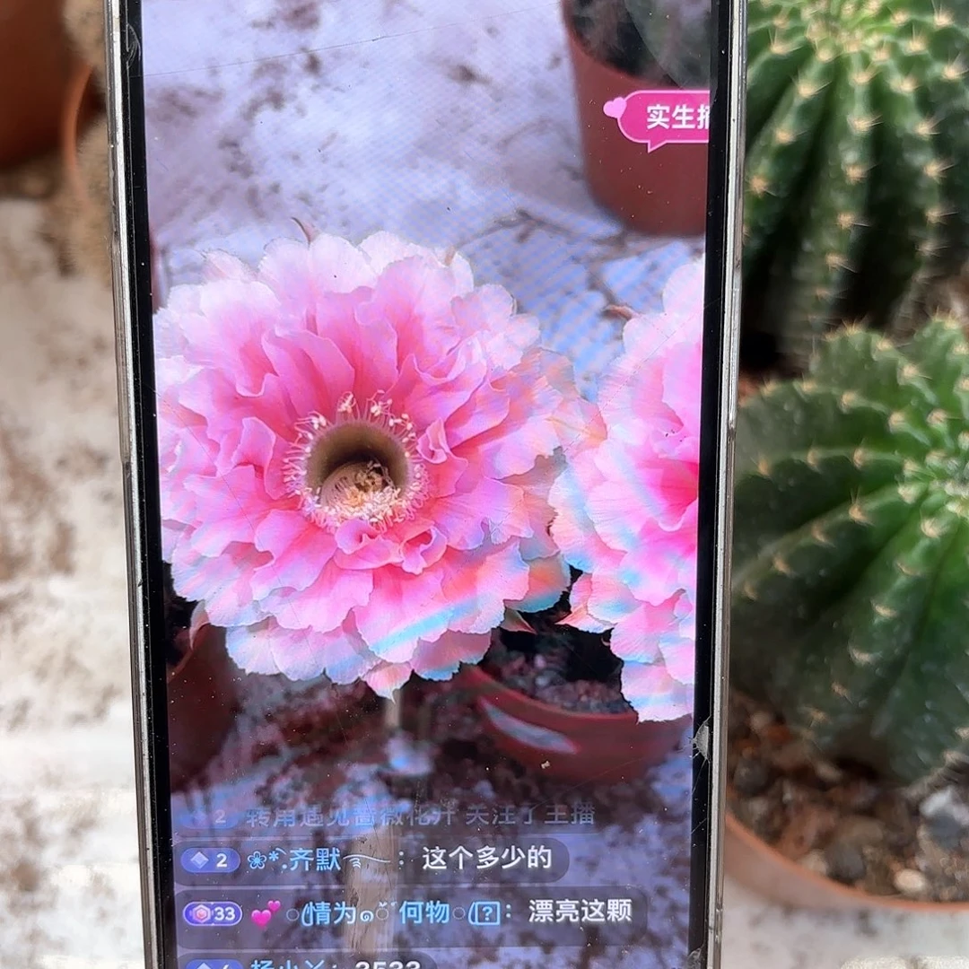 彩草珊瑚7.5公分左右