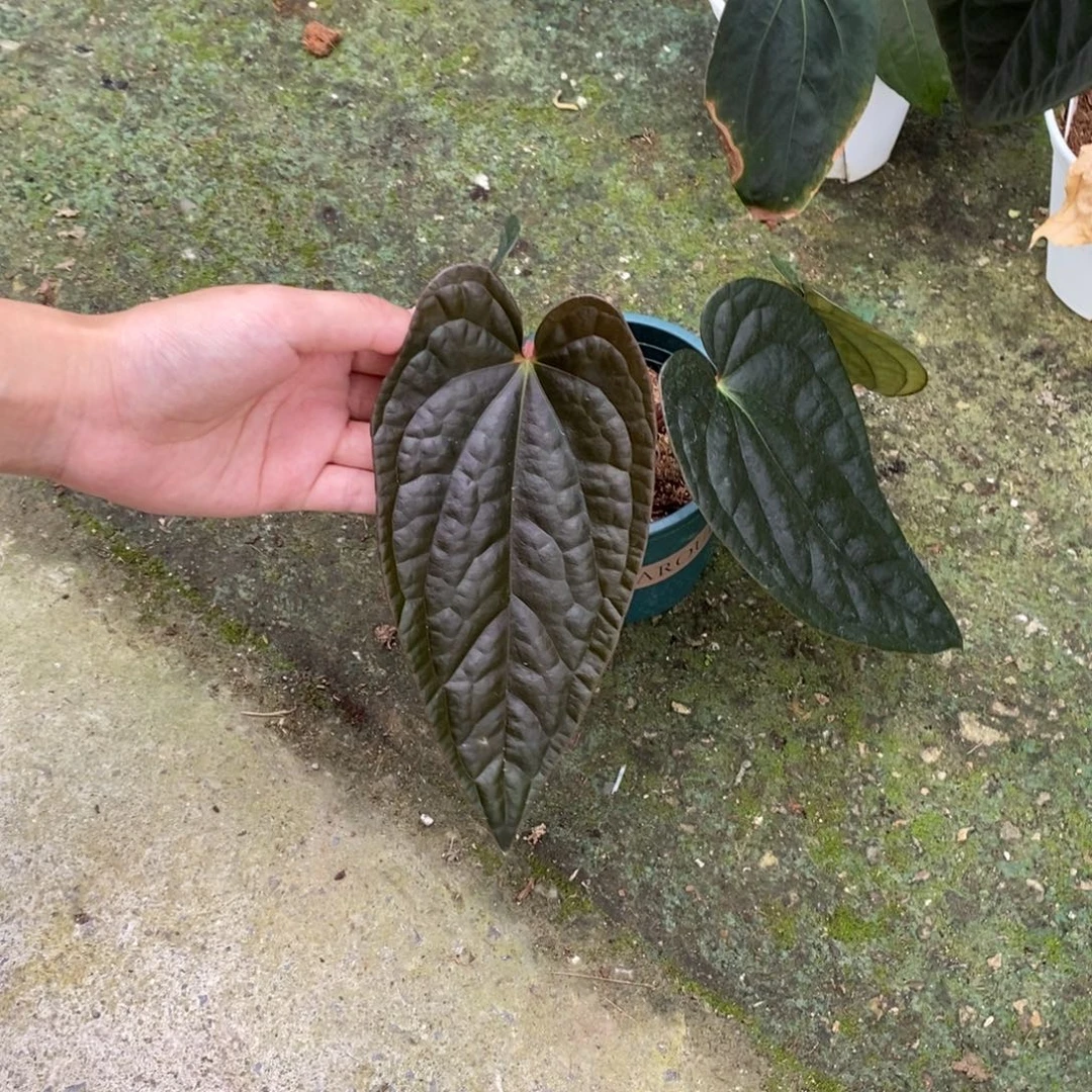 不开花植物黑贝斯杂奢华