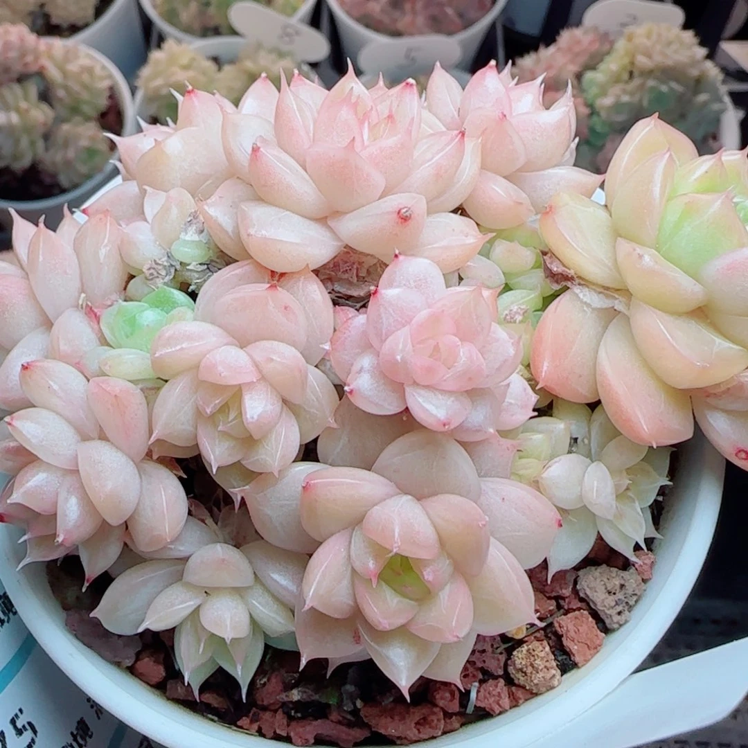 萍*花语逸镜0314-65散