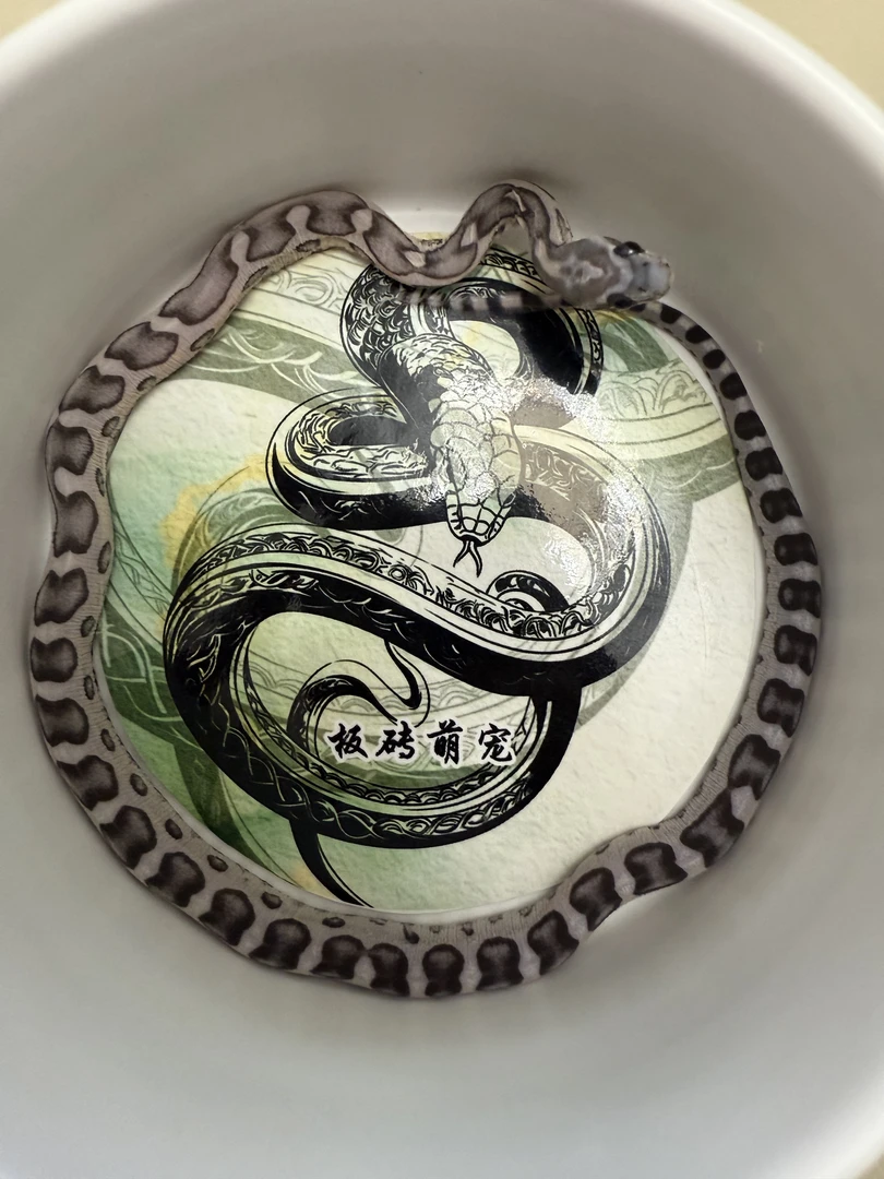 精品碳黑无磷玉米宠物蛇