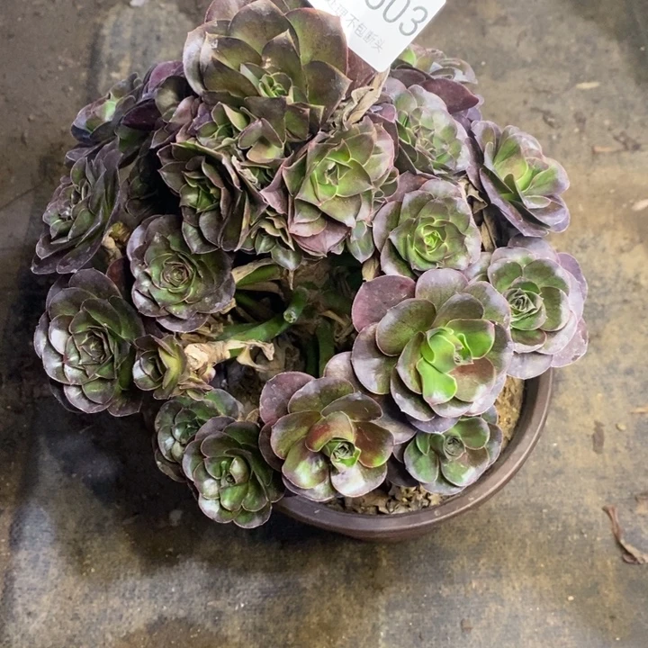 ꧁***꧂魅金多肉断头不包1503