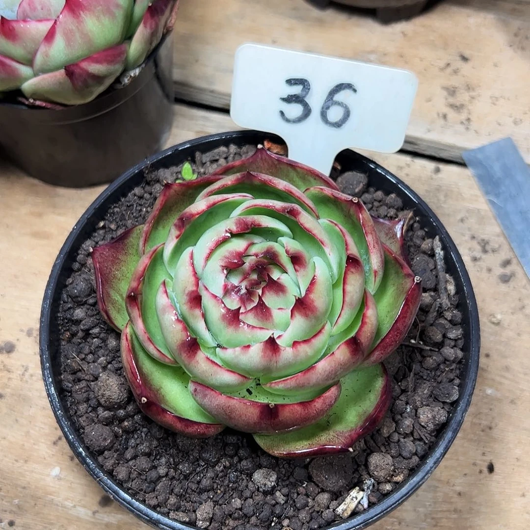 惊鸿仙子一物一拍36号