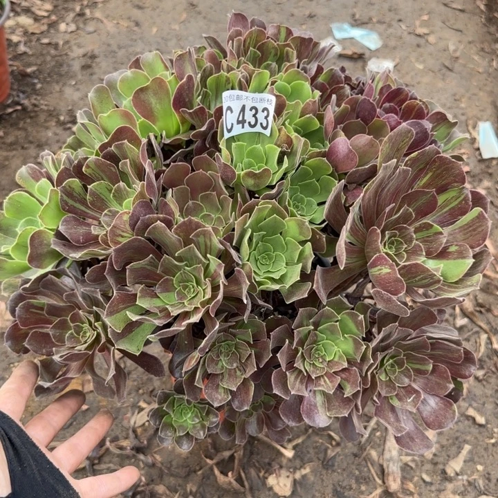 欧诺拉……多肉植物……