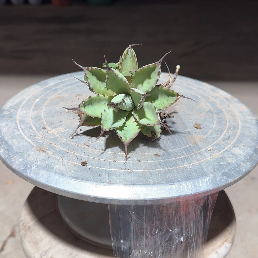 曲刺芭蕾龙舌兰一一