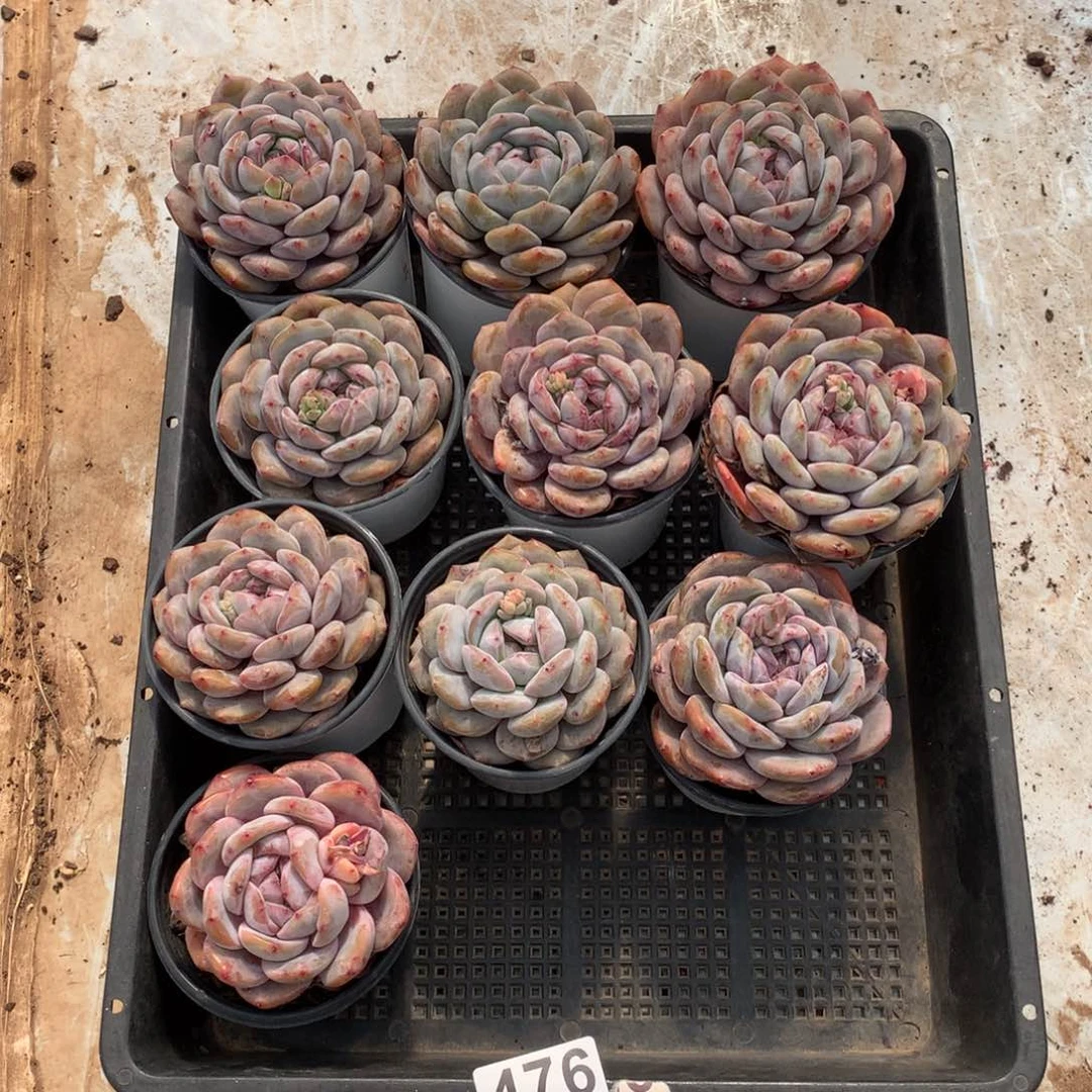 10颗橙梦露多肉，476