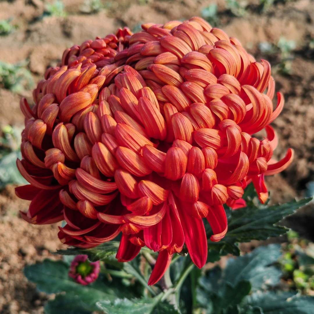 【盘龙圣火菊花】九月菊大花盆栽新手