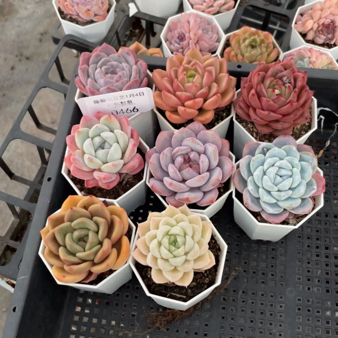 不包整散 盆子不售后0466