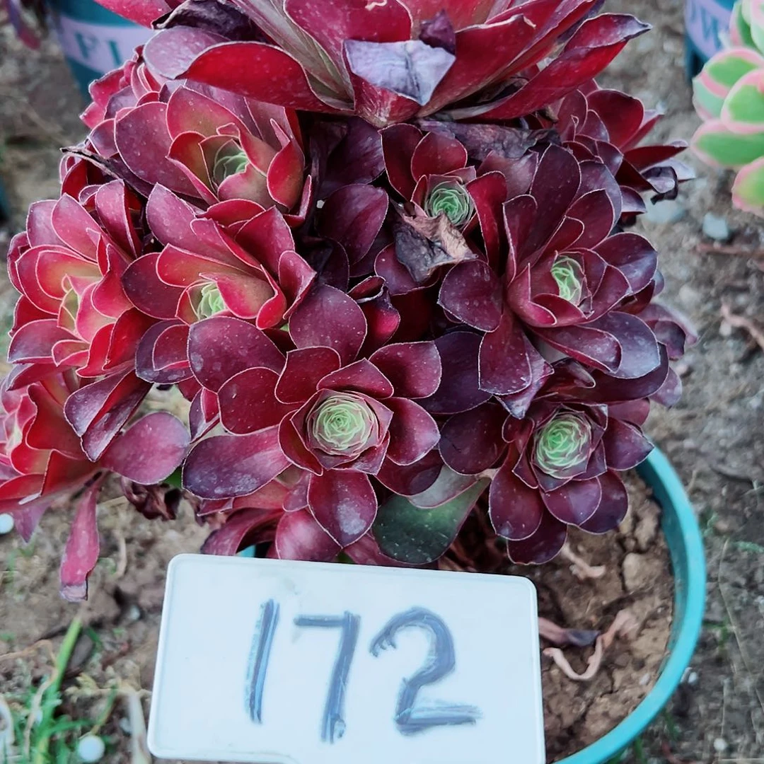 多肉植物梅金法师