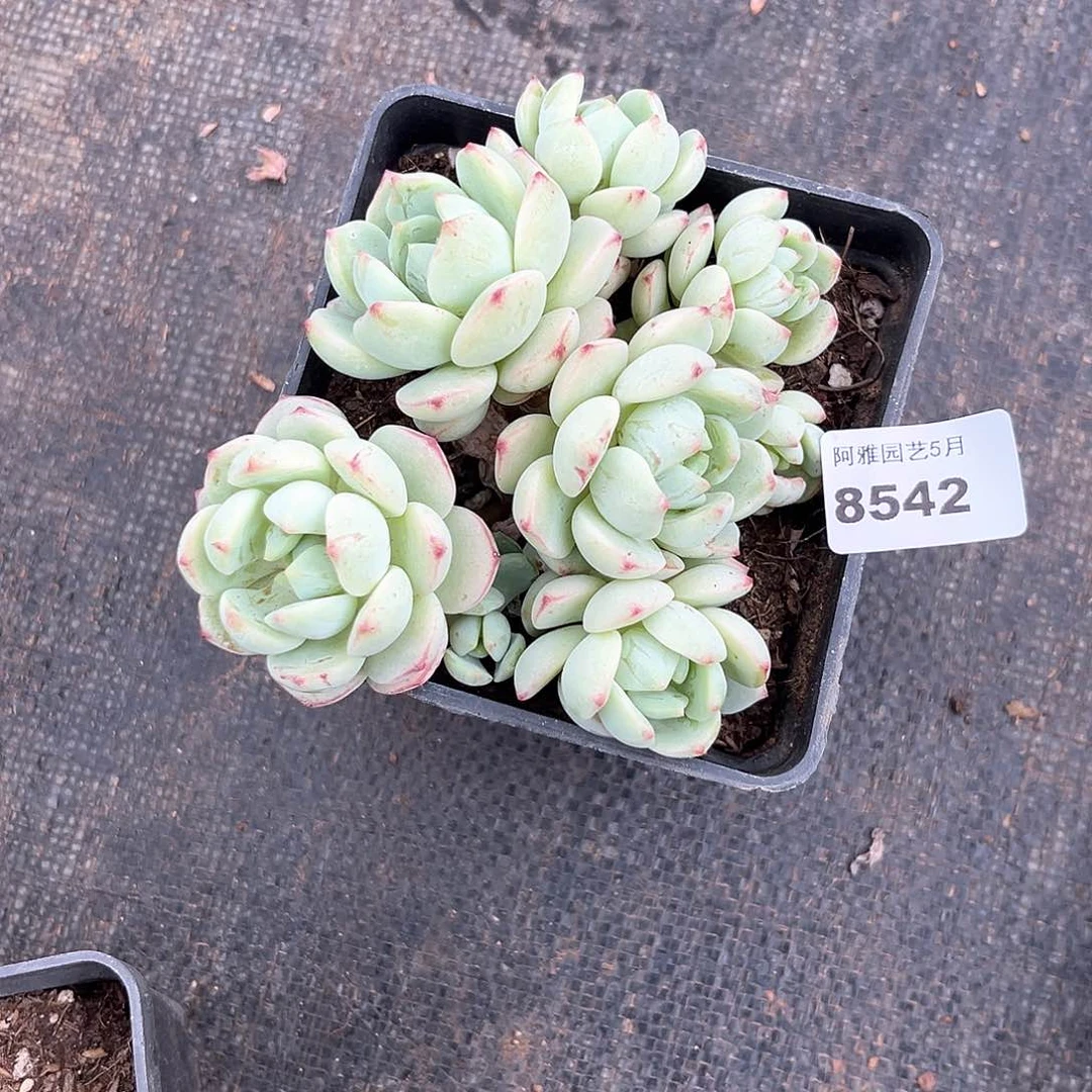 阿雅园艺。   8542