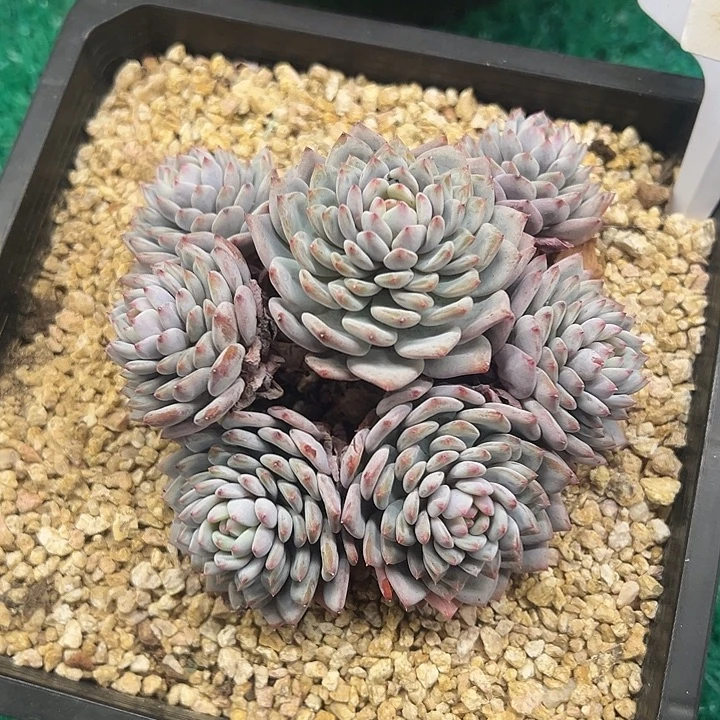 ，，，，，，，，，，，，，，，，，，，，，