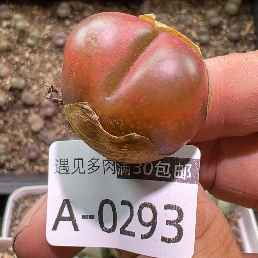 多肉植物1111111111111