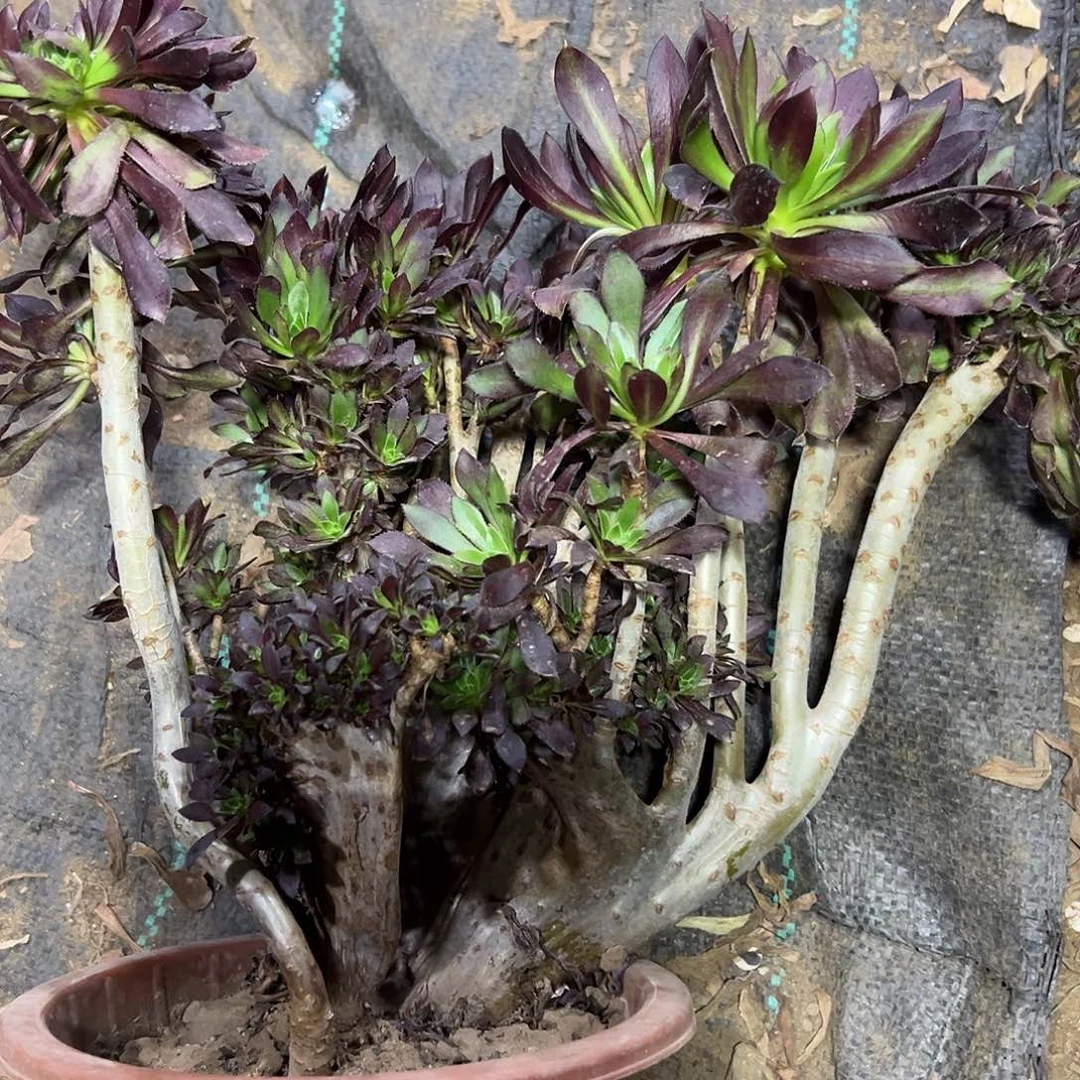 多307肉植物黑法师缀花