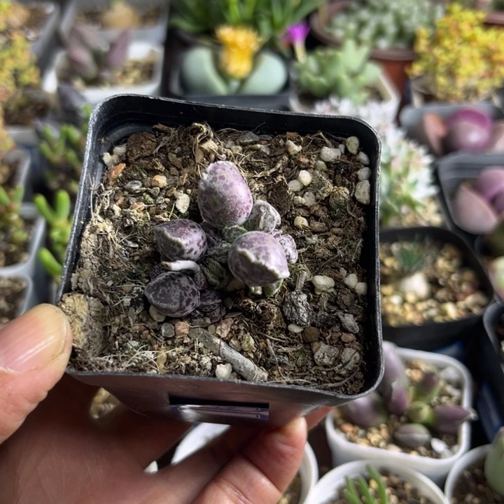 048 丸叶海豹水泡