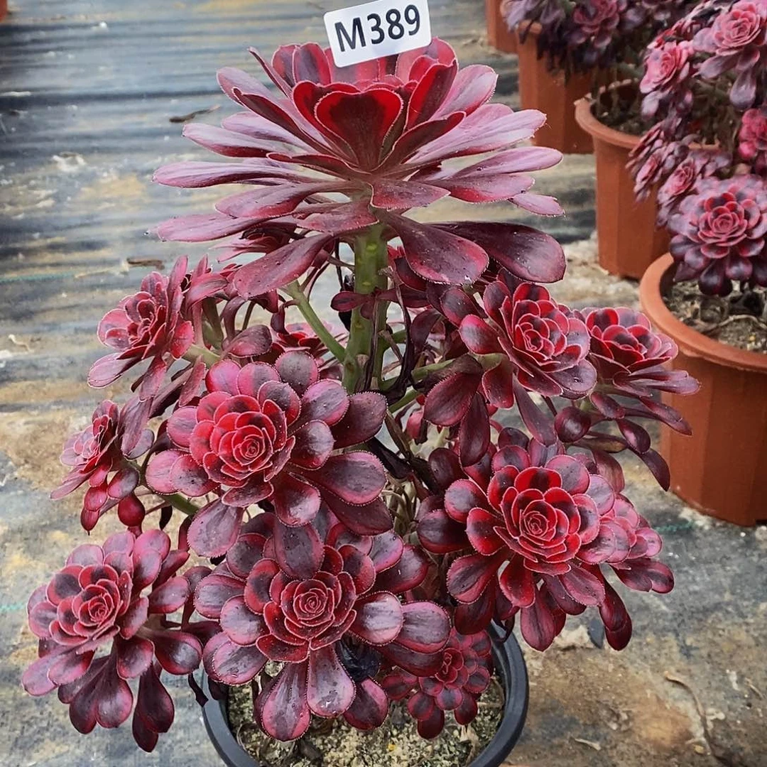 389香奈儿444444444