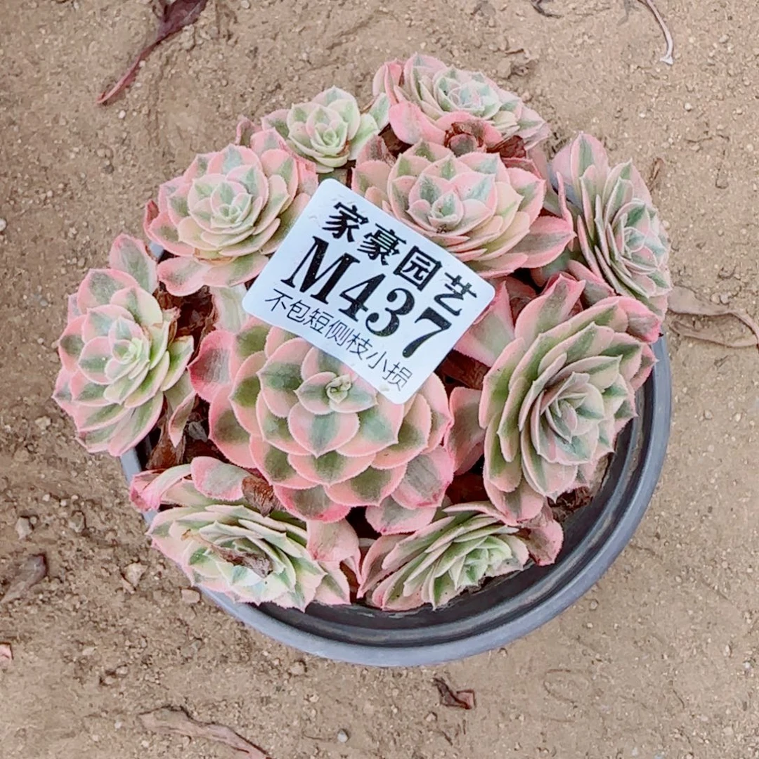 荔枝法师437冠幅13
