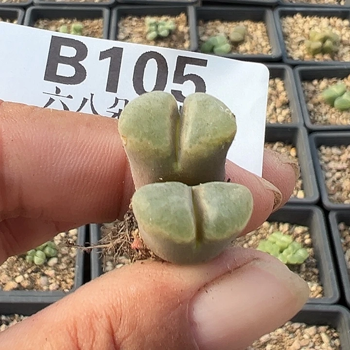 无花朵105号特价风铃