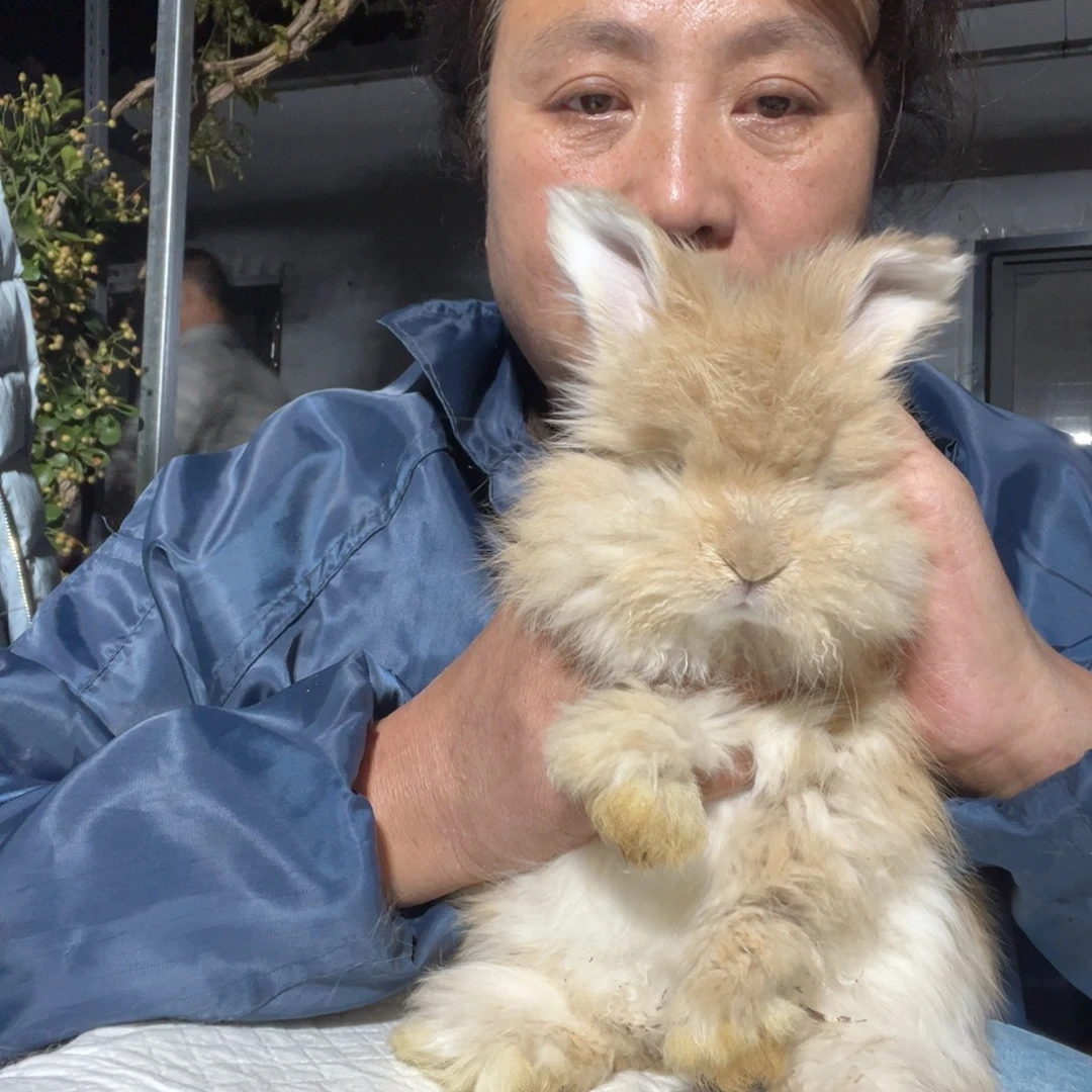 橙***双血统英系安拉兔子