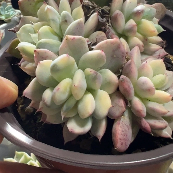 红抓锦群多肉植物1312