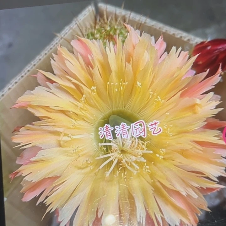 清清112根瑕疵仙人球