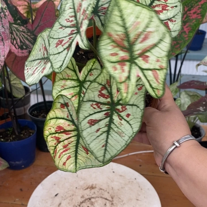 完全开放草莓之心微瑕