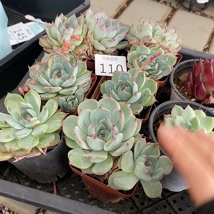 110 多肉植物盆栽花卉