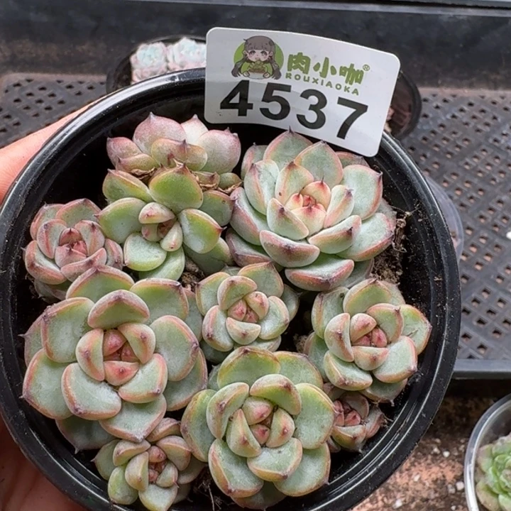多肉植物多肉植物
