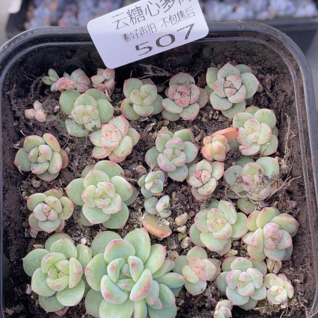 云糖心多肉植物507