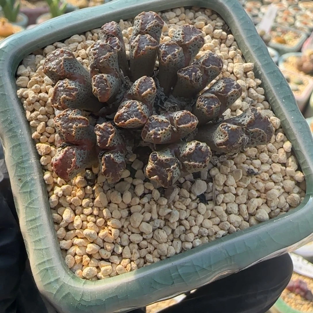 0395 一物一拍 带盆