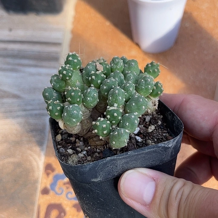 无花朵罗西安娜一物一拍