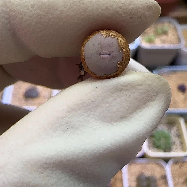 528v嘴福利福利1102
