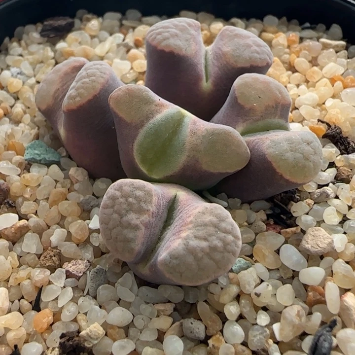 多肉植物超极紫磁78号