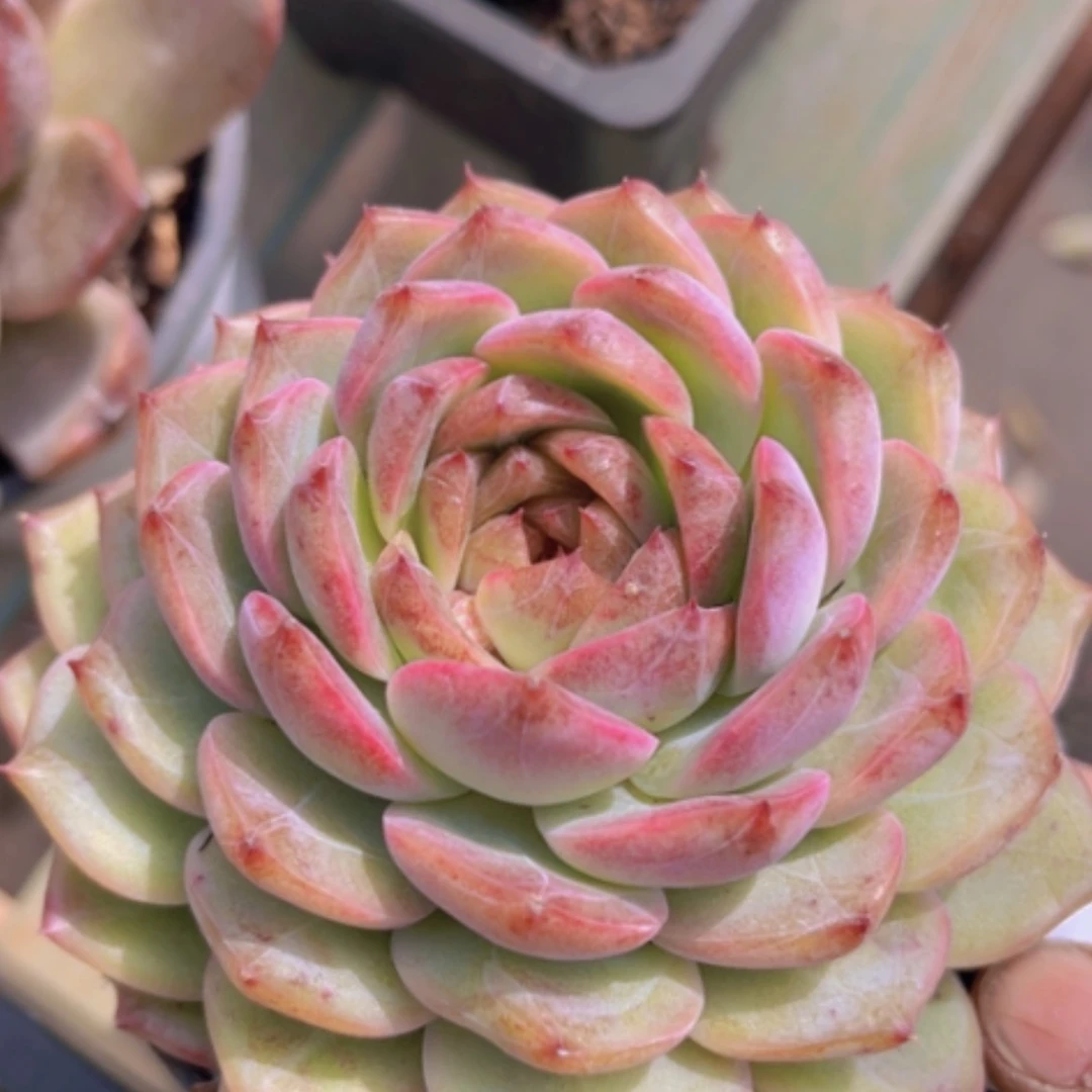 【闪购商品】冰魄杂黑水晶2299